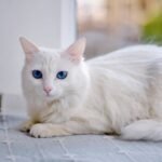 11 Cat Breeds You Won't Believe Are Secretly Master Strategists