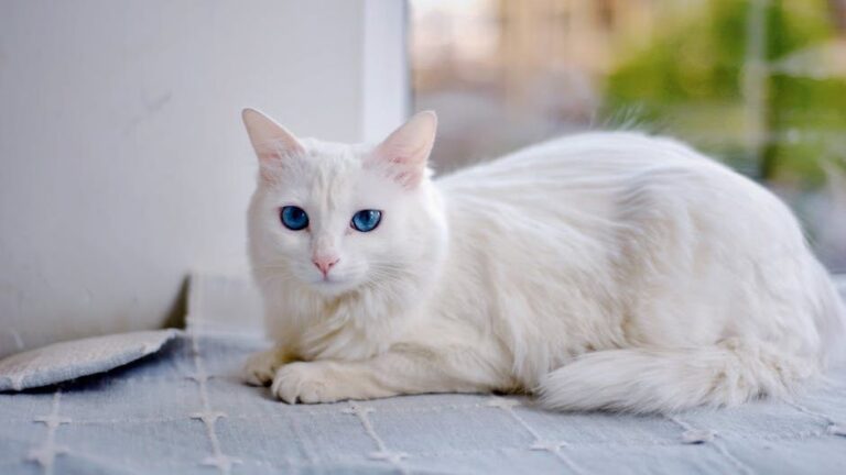 11 Cat Breeds You Won't Believe Are Secretly Master Strategists