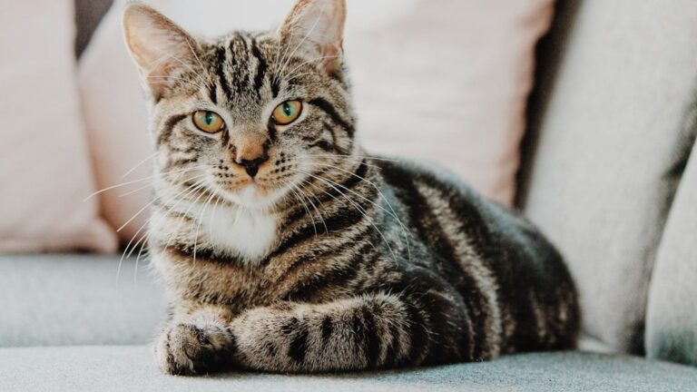 9 Myths About Cat Independence That Science Just Debunked