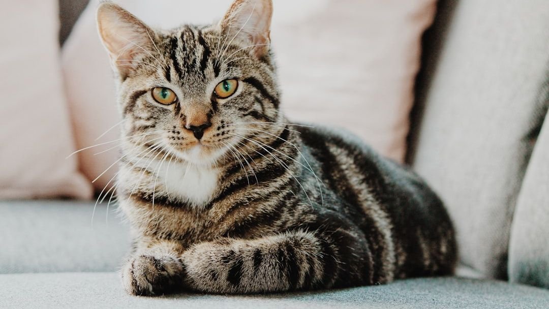 9 Myths About Cat Independence That Science Just Debunked