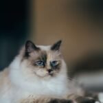 10 Unique Cat Breeds That Prefer Quiet Companionship Over Constant Play