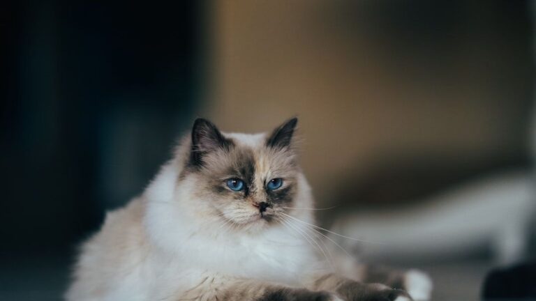 10 Unique Cat Breeds That Prefer Quiet Companionship Over Constant Play