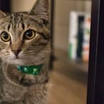 Your Cat Isn't Ignoring You; They're Mastering the Art of Selective Attention