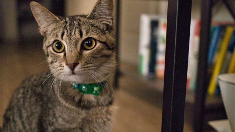 Your Cat Isn't Ignoring You; They're Mastering the Art of Selective Attention