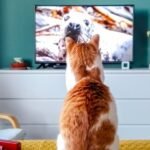 12 Ways Your Cat Secretly Judges Your TV Choices (and What to Do)
