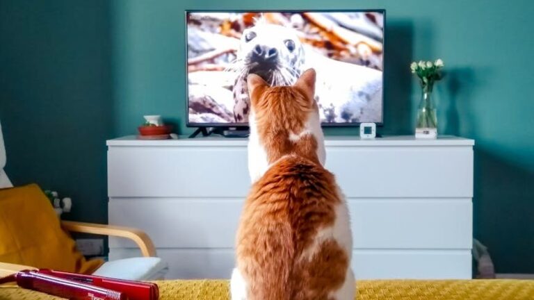 12 Ways Your Cat Secretly Judges Your TV Choices (and What to Do)