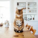 8 Everyday Sounds That Mean the World to Your Cat's Comfort