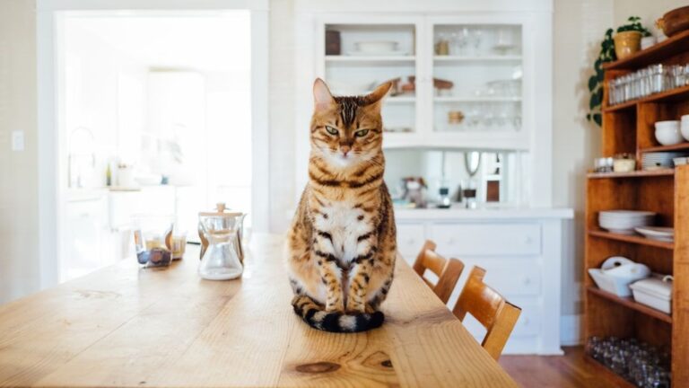 8 Everyday Sounds That Mean the World to Your Cat's Comfort