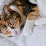 Your Cat Isn't Just Sleeping; They're Mastering the Art of Power Naps