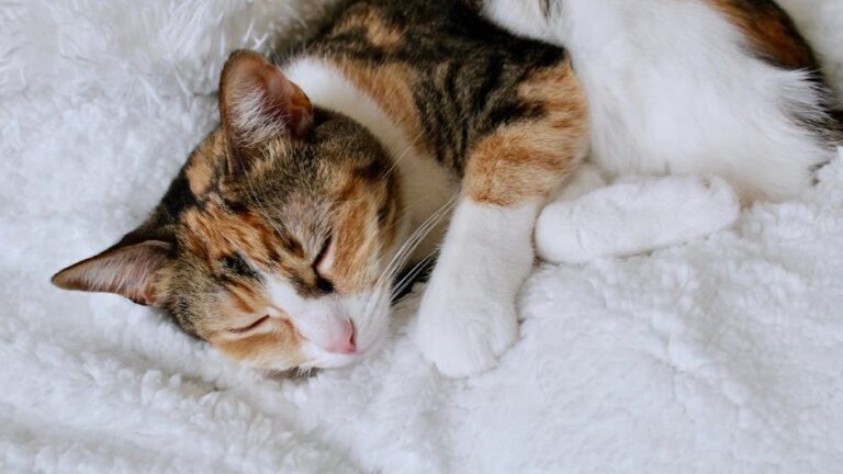Your Cat Isn't Just Sleeping; They're Mastering the Art of Power Naps