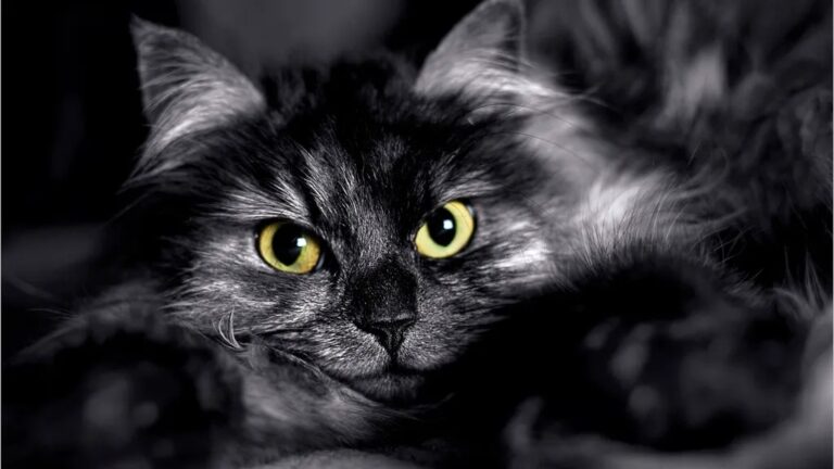That 'Stare' Isn't Aloofness; It's Your Cat's Deepest Form of Observation