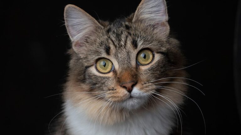 Ignore the Myths: Your Cat's Independence Is a Carefully Crafted Illusion