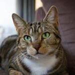 Your Cat's Daily Routine Isn't Predictable; It's a Masterclass in Feline Flow