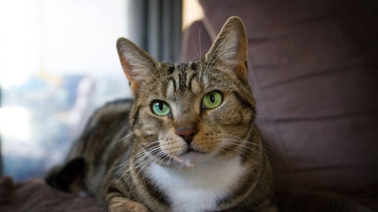 Your Cat's Daily Routine Isn't Predictable; It's a Masterclass in Feline Flow