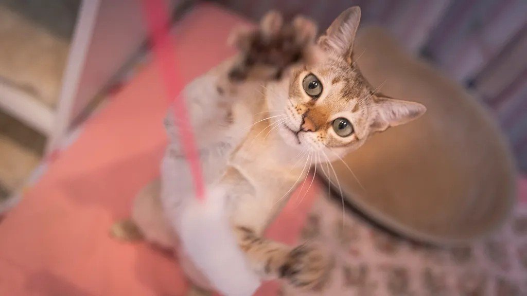 Your Cat Isn't Just Playing with String; They're Practicing Ancient Hunting Rituals