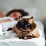 9 Signs Your Cat Is Secretly Protecting You While You Sleep