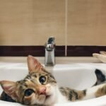 12 Common Items Your Cat Finds More Fascinating Than Toys