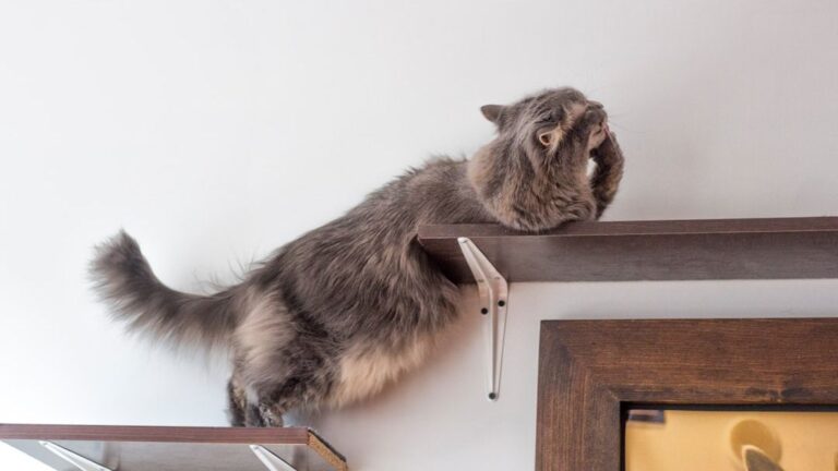 7 Cozy Habits That Make Your Home a Feline Paradise