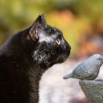 11 Cat Behaviors You Think Are Odd, But Are Totally Normal