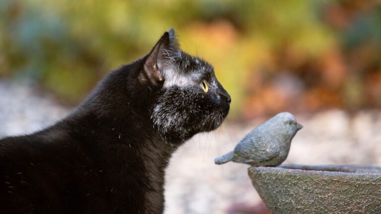 11 Cat Behaviors You Think Are Odd, But Are Totally Normal