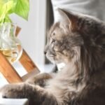 10 Unexpected Things That Stress Out Even the Calmest Cats
