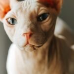 7 Cat Breeds That Are Far More Affectionate Than You'd Expect