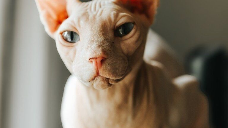 7 Cat Breeds That Are Far More Affectionate Than You'd Expect