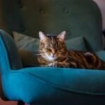 8 Surprising Ways Your Cat Secretly Judges Your Taste in Furniture