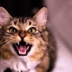 That 'Random' Meow Isn't Random: Decoding Your Cat's Hidden Language