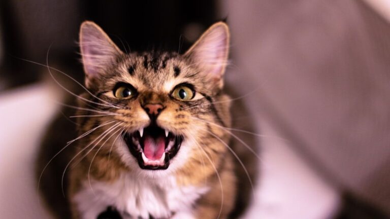 That 'Random' Meow Isn't Random: Decoding Your Cat's Hidden Language