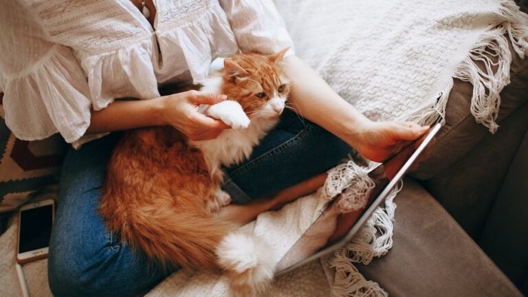 10 Clever Reasons Your Cat Always 'Helps' You With Chores