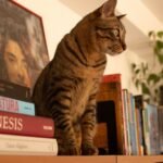 9 Unexpected Places Your Cat Hides to Spy on You (They're Always Watching!)