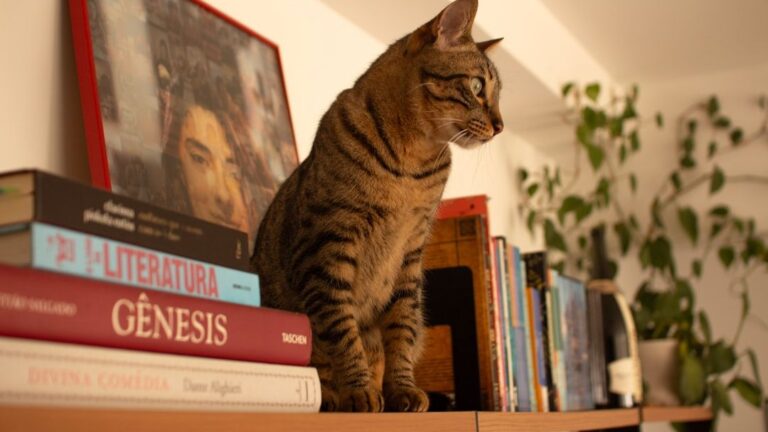9 Unexpected Places Your Cat Hides to Spy on You (They're Always Watching!)