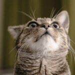 12 Common Noises That Can Secretly Spook Even the Bravest Cats