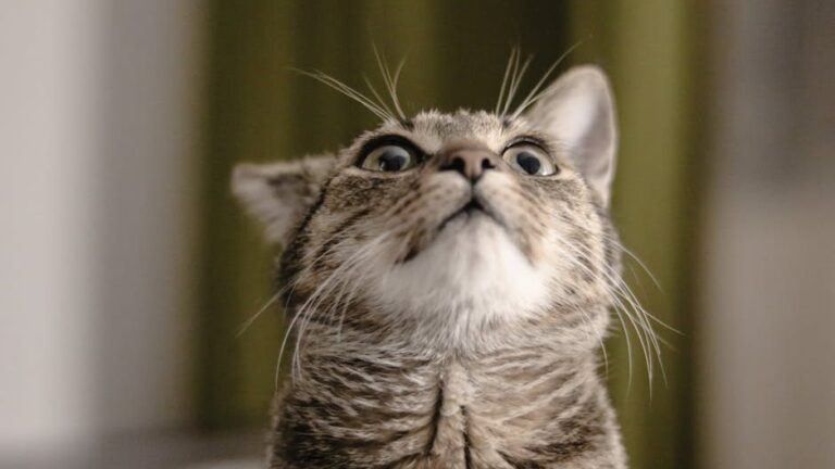 12 Common Noises That Can Secretly Spook Even the Bravest Cats