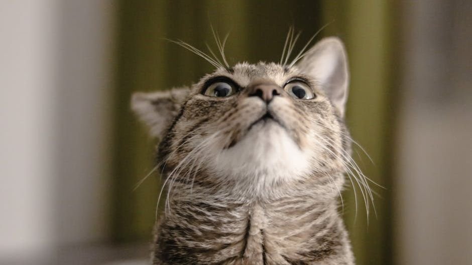 12 Common Noises That Can Secretly Spook Even the Bravest Cats