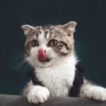 Your Cat's 'Mischief' Is Often Just Playful Exploration and Curiosity