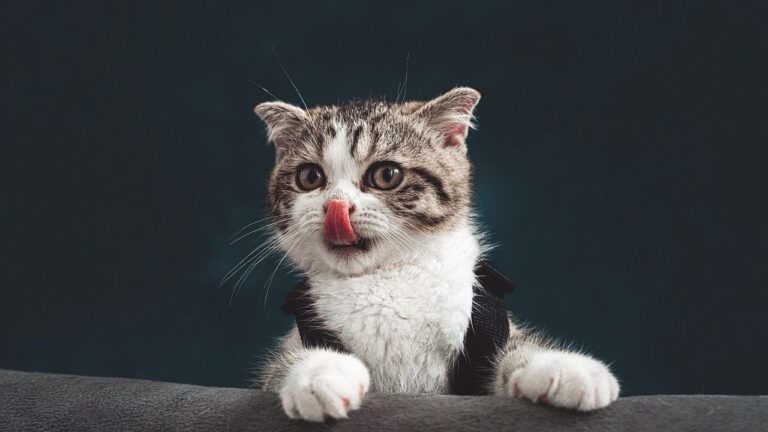 Your Cat's 'Mischief' Is Often Just Playful Exploration and Curiosity