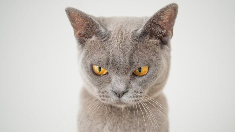 That 'Grumpy' Face Is Just Your Cat's Way of Deeply Concentrating