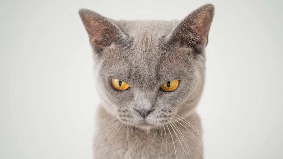 That 'Grumpy' Face Is Just Your Cat's Way of Deeply Concentrating