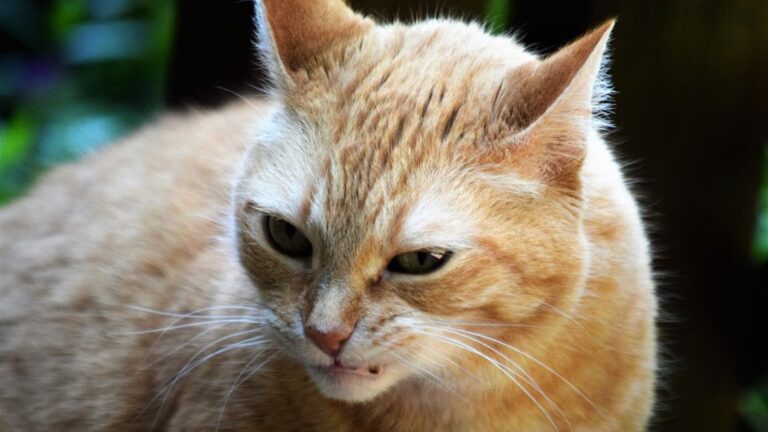 8 Genius Ways Cats Communicate Their Boundaries (Are You Listening?)