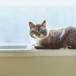 Your Cat's 'Independent' Streak Is Actually a Sign of Trust and Security