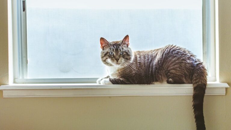 Your Cat's 'Independent' Streak Is Actually a Sign of Trust and Security