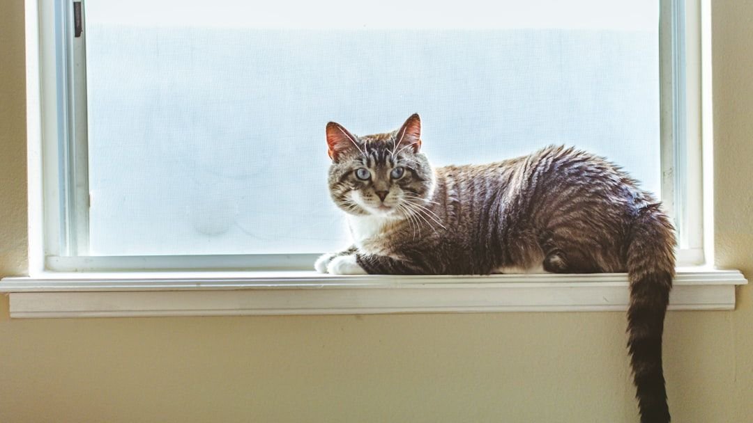 Your Cat's 'Independent' Streak Is Actually a Sign of Trust and Security
