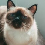 7 Cozy Cat Breeds That Absolutely Adore Snuggling Up With Their Owners