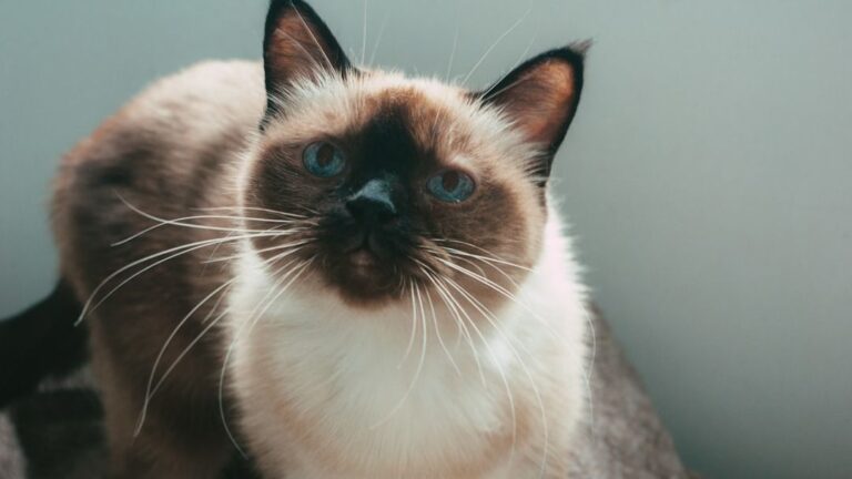 7 Cozy Cat Breeds That Absolutely Adore Snuggling Up With Their Owners