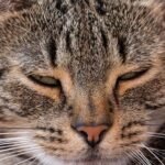 Your Cat's 'Staring Contest' Is Actually a Profound Act of Bonding