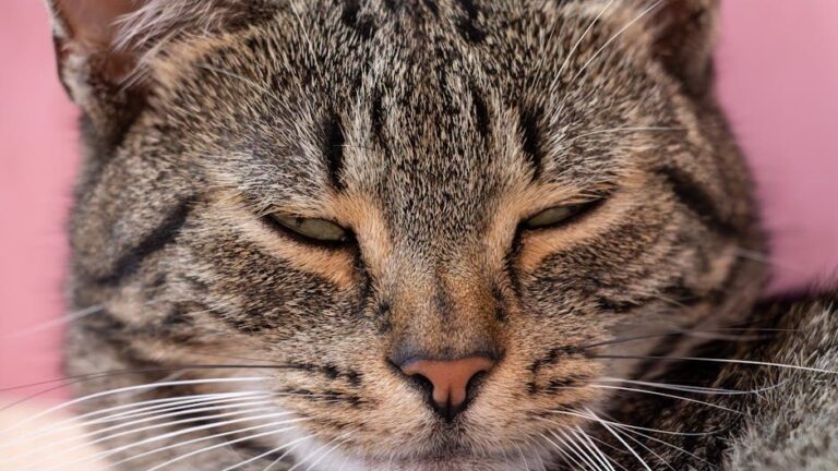 Your Cat's 'Staring Contest' Is Actually a Profound Act of Bonding
