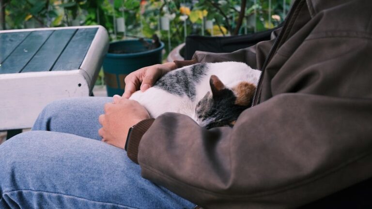 8 Things Your Cat Does That Prove They Consider You Family
