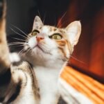 That 'Random' Push of a Glass Is Your Cat Testing Physics (and Your Patience)